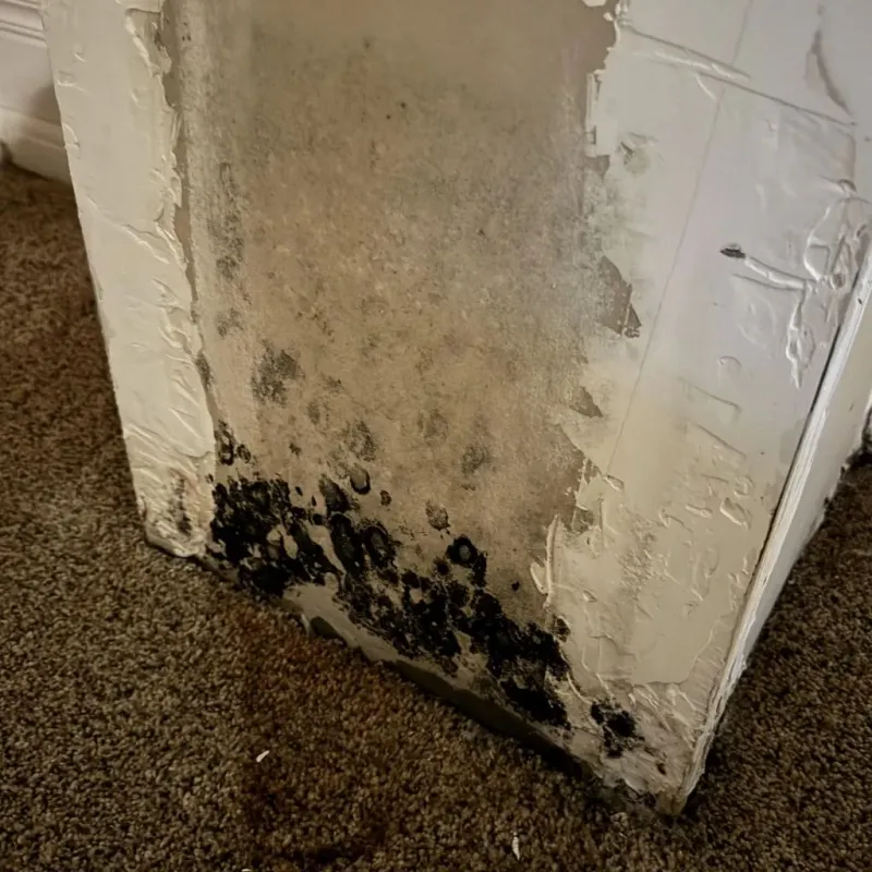 Professional Mold Removal in Amherst, MA
